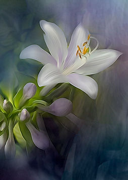 Lily low res.jpg