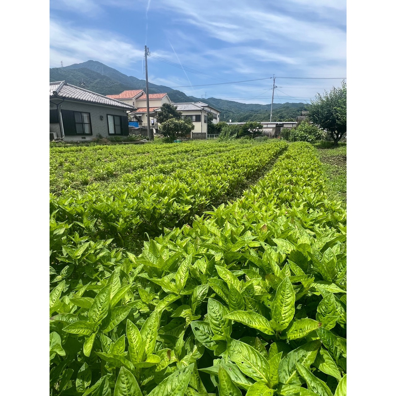 藍染め体験※生葉染め(季節限定7月末〜9月末)の写真(徳島県吉野川市)