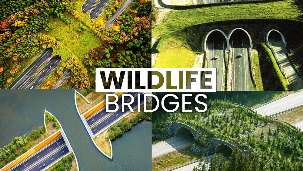 The Vital Role of Wildlife Bridges Connecting Habitats, Saving Species