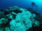 scuba diver swimming around dead coral reef