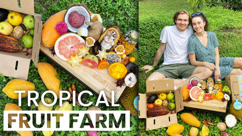 World's Most Exotic Fruits at Miami Fruit Farm