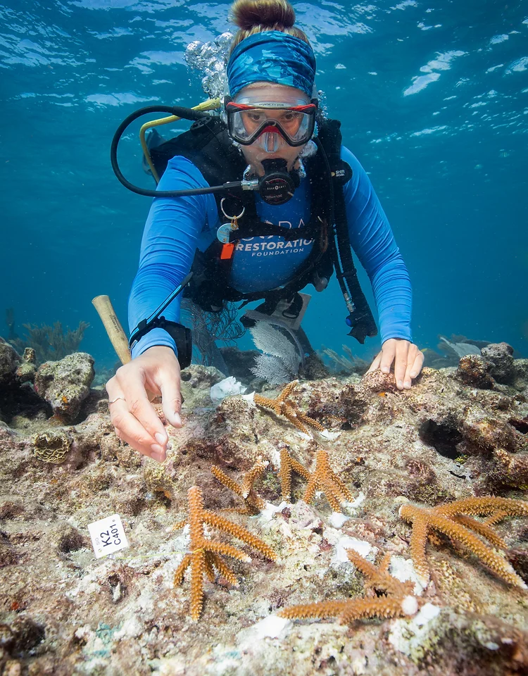 scuba diver cleaning coral reefs