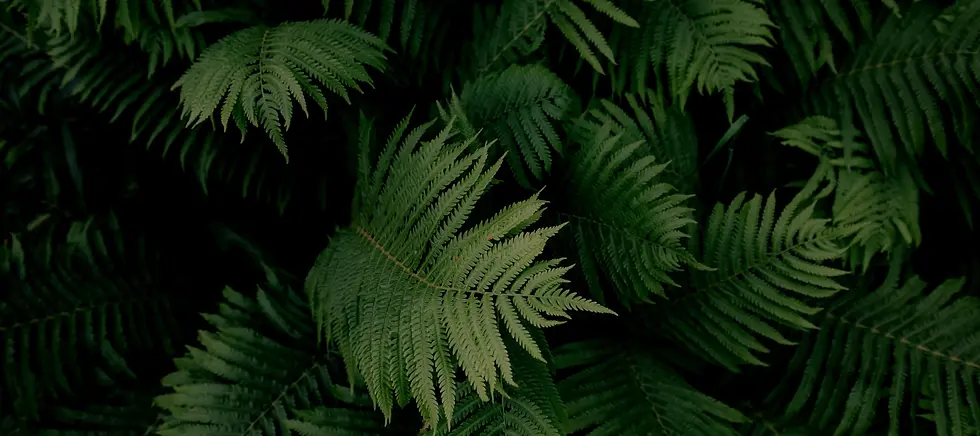 green bg 2.webp