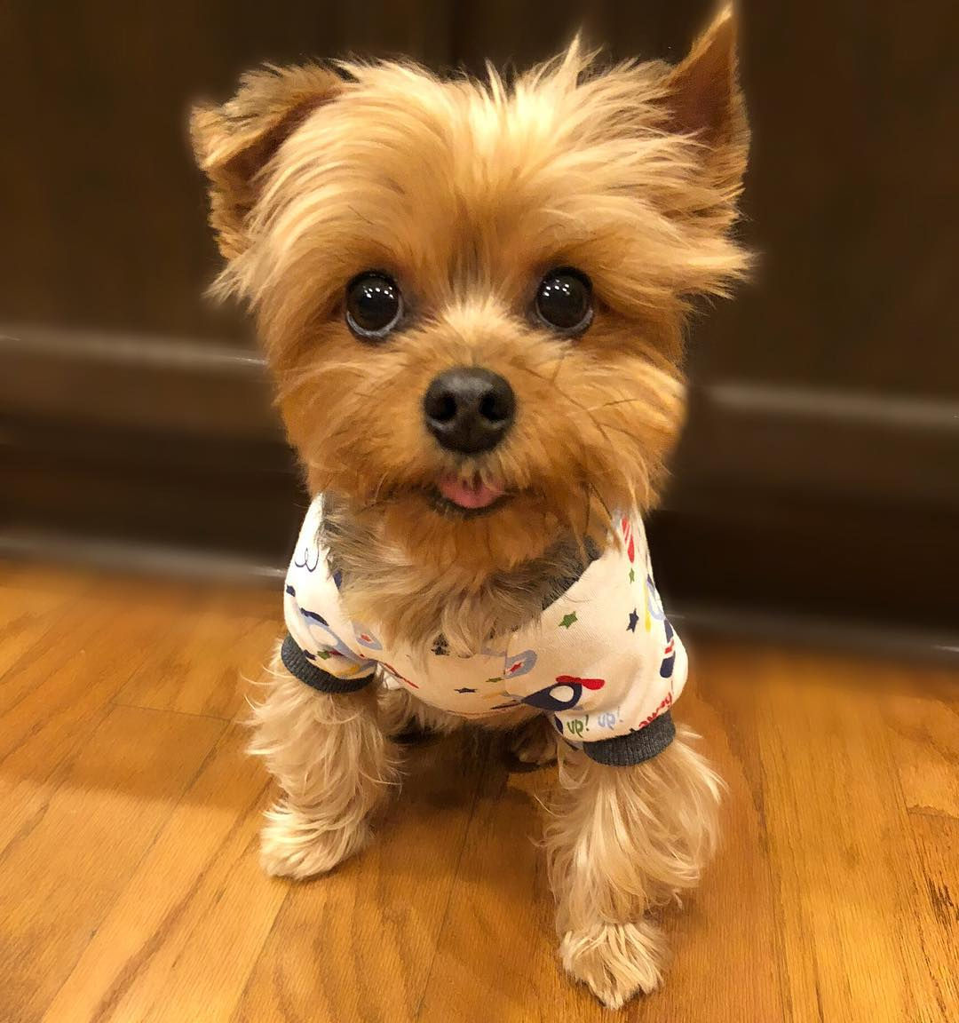 Cody 