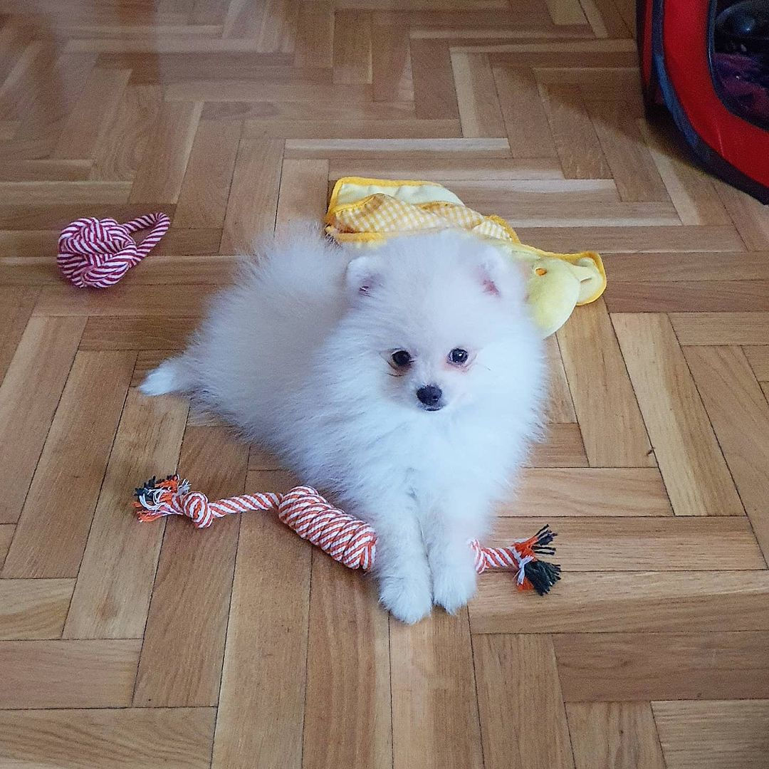 Obi