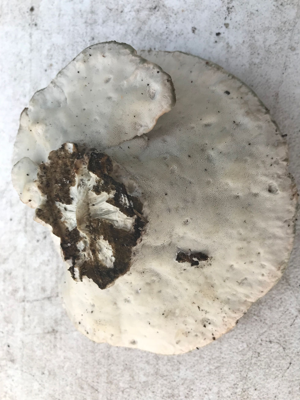 Thumbnail: Unknown Specimen
