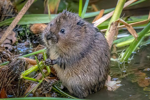 Ratty's return to the Monnow