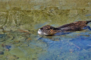 What effect do beaver dams have on brown trout?