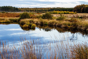 BBC report shows that trees aren’t the only answer for moorland carbon capture