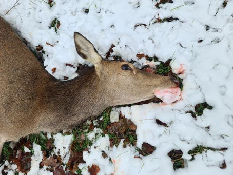 Waidmannsheil 📯🌿!