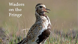 Waders on the Fringe
