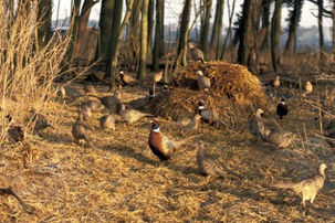 GWCT's Principles of Good Gamebird Management in the UK
