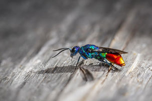GWCT Species of the Month: Ruby Tailed Wasp