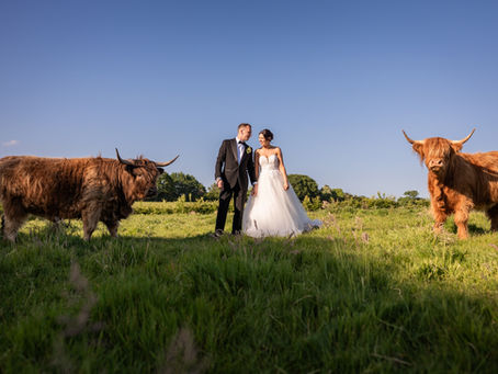 Southlands Barn Highland Cows wedding