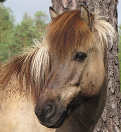 Horse IMG_1312.jpg