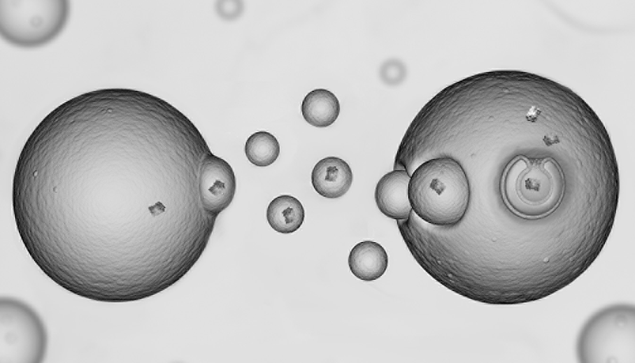 Cell cell communication 8.tif