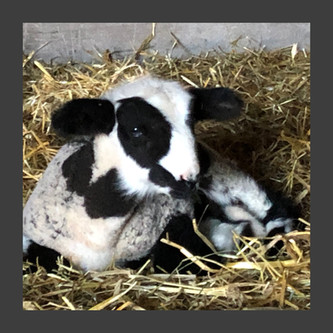 natural colored ewe lamb.jpeg