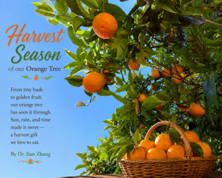 From Jian's Garden Orchard Series–One Tree, Two Seasons