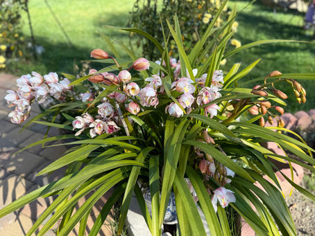 Jian’s Spring Garden: A Quiet Lesson in Balance