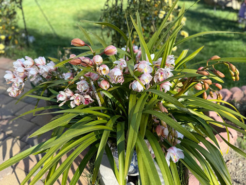 Jian’s Spring Garden: A Quiet Lesson in Balance