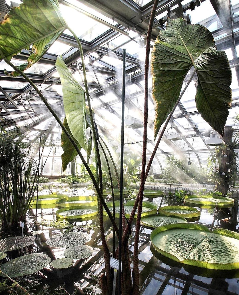Botanischer Garten und Botanischer Mueum Berlin - Fonte: @berlinmylove