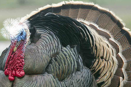 Festive Flash Fiction Day 20: Tess and the Turkey