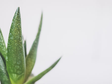 Aloe Vera: The Diverse Beauty Ingredient that will Boost Your Hair, Skin and Beauty Game