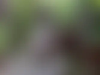 Communicating with Your Pet on a Deeper Level Through Psychic Readings