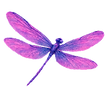 dragonfly webpage_edited_edited_edited.p