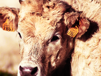 A golden calf?