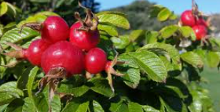 Rose Hips