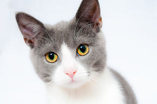 cat-GREY AND WHITE.jpeg