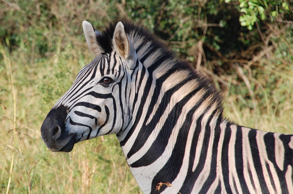 A Zebra's View On Lifetime Lessons