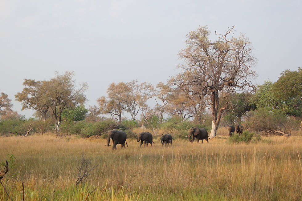 IMG_9707 botswana elephants (2).jpg