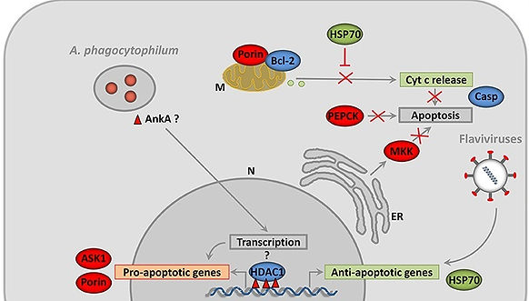 Anaplasma - molecular.jpg