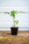 tomato plant 2.jpg