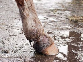 Mud Fever in Horses: Signs, Causes and Remedies