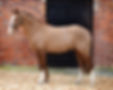 A horse that has just been clipped.