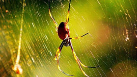 spider in a web
