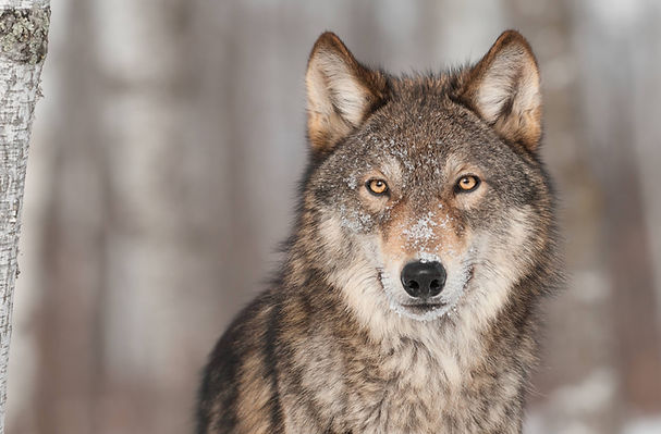 shutterstockwolfbyhollykuchera.jpg