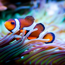 Clownfish in Aquarium