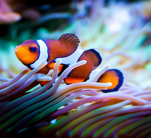 Clownfish in Aquarium