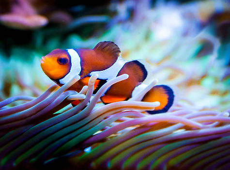 Clownfish in Aquarium