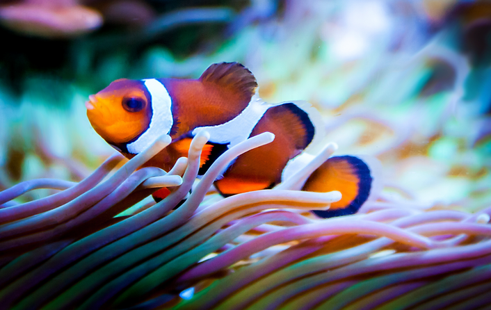 Pez payaso en acuario