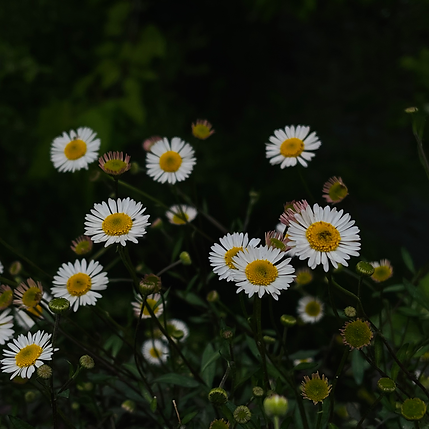 IMG_6695_Original (1).heic