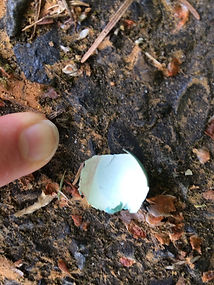 eggshell 2.jpeg