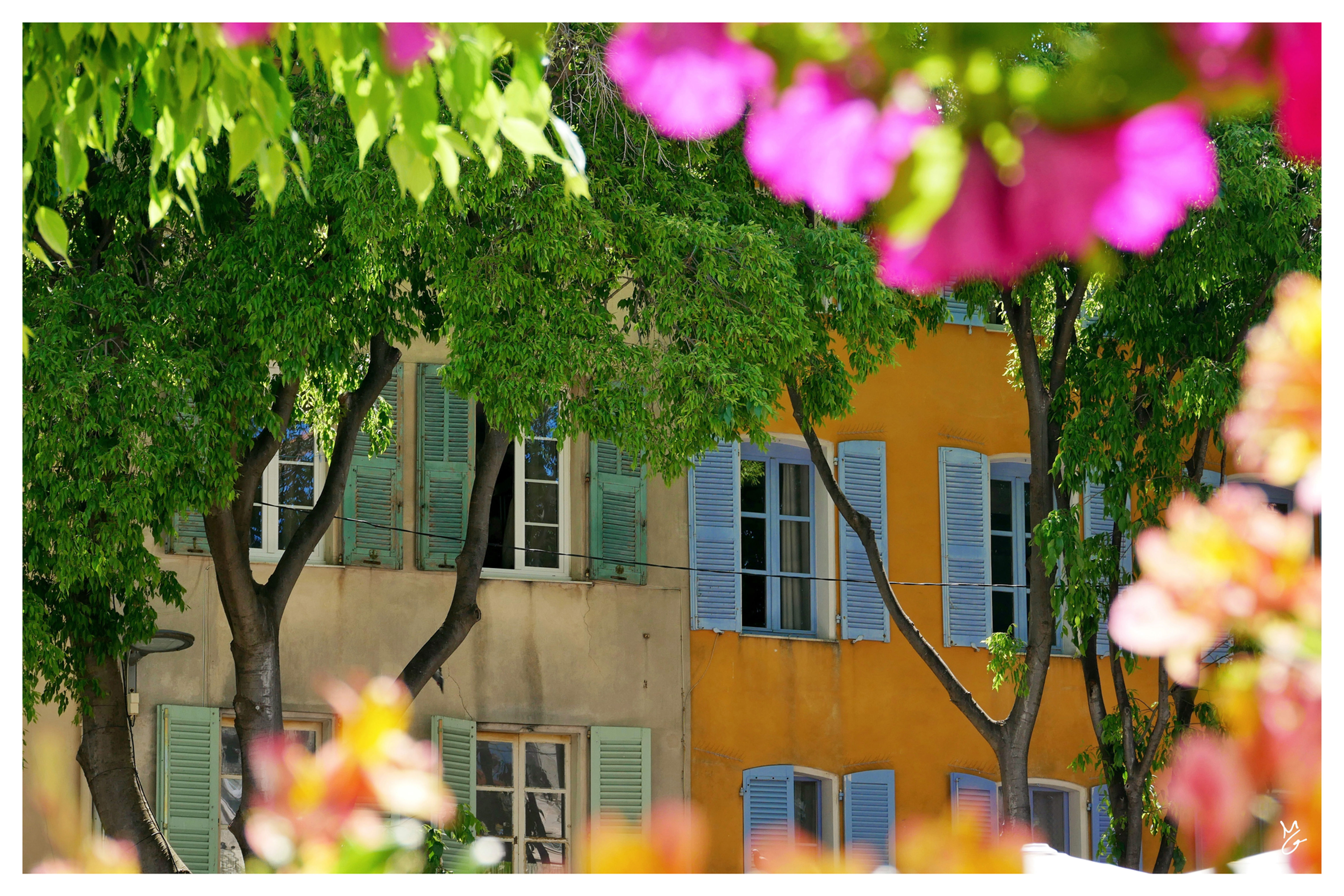 Le chant des cigales