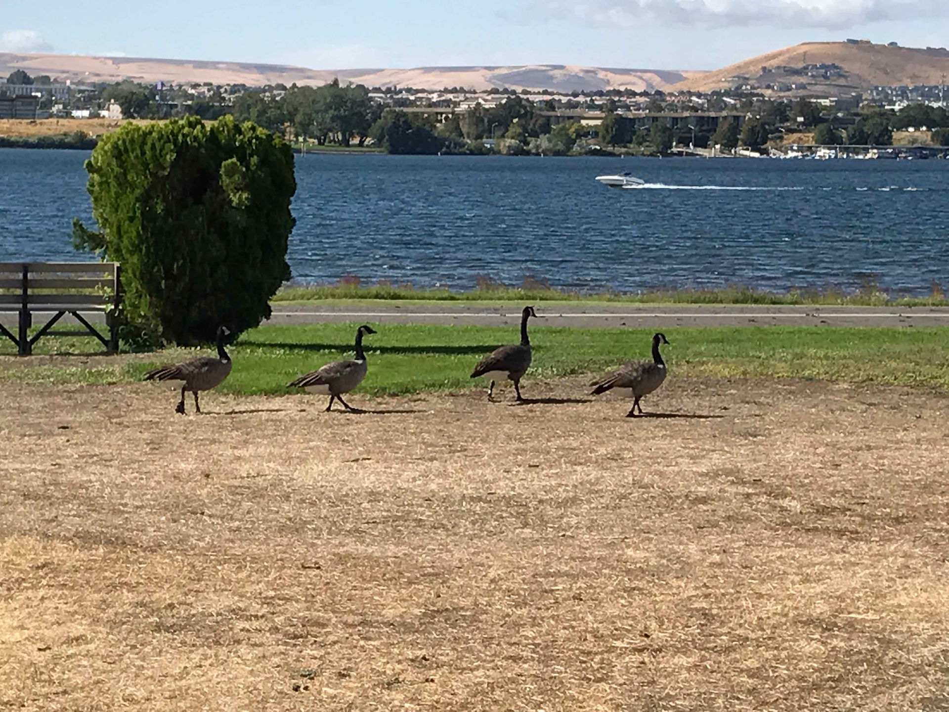 These are big fat healthy geese.