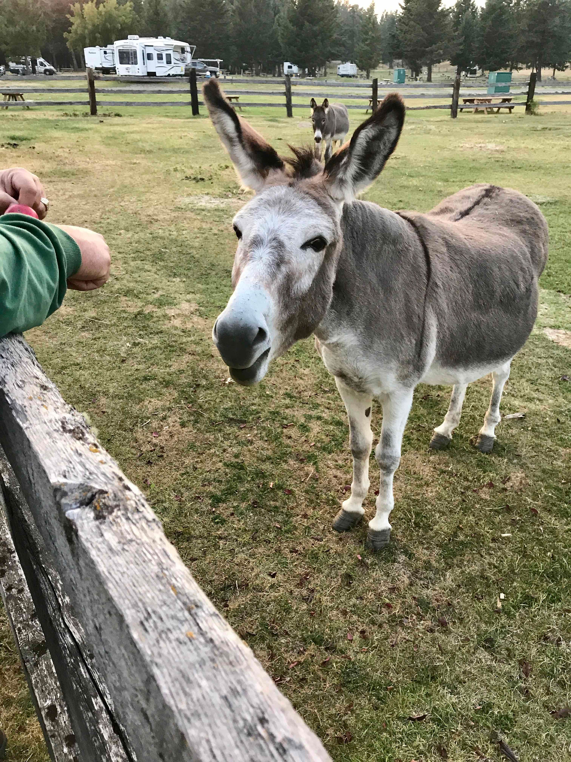 Here I'm about to give Donnie an apple - which he knocks out of my hand and then can't find it on the ground.