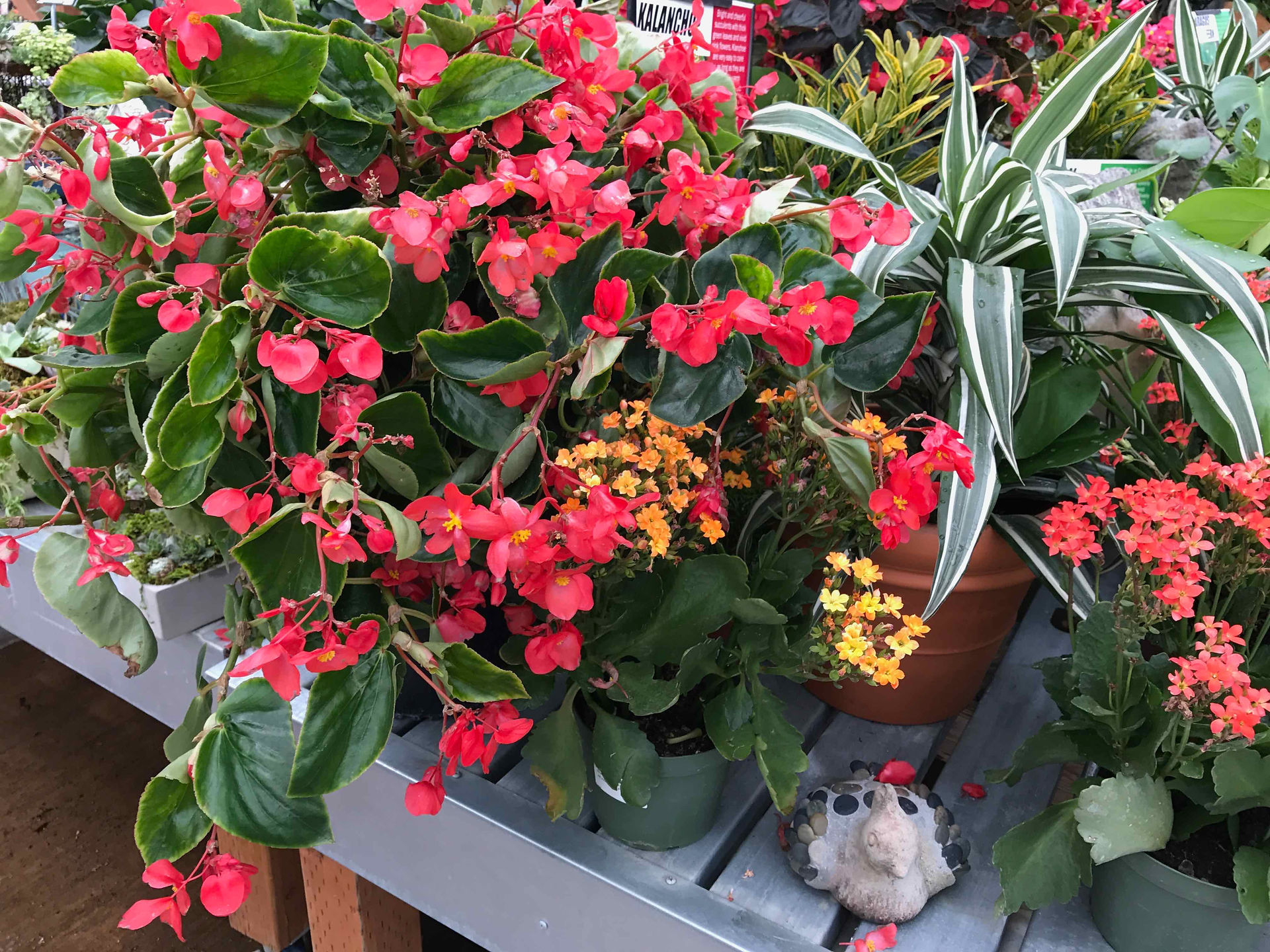 The color on the plants was outstanding.